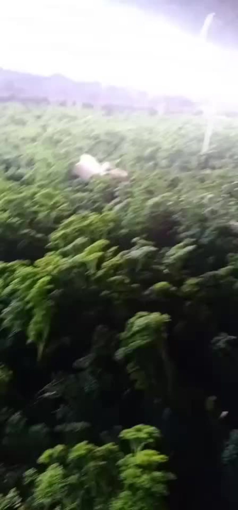 法香