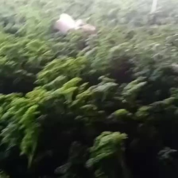 法香