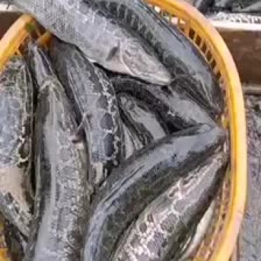 市场价格上涨潮