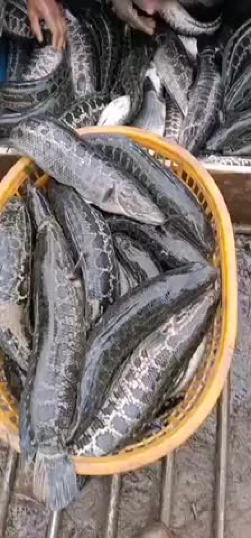 市场价格上涨潮