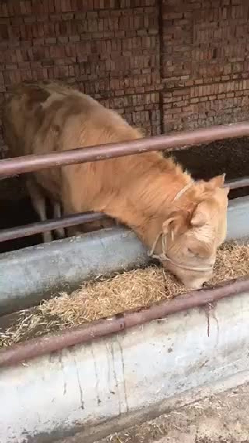 甘肃西门塔尔