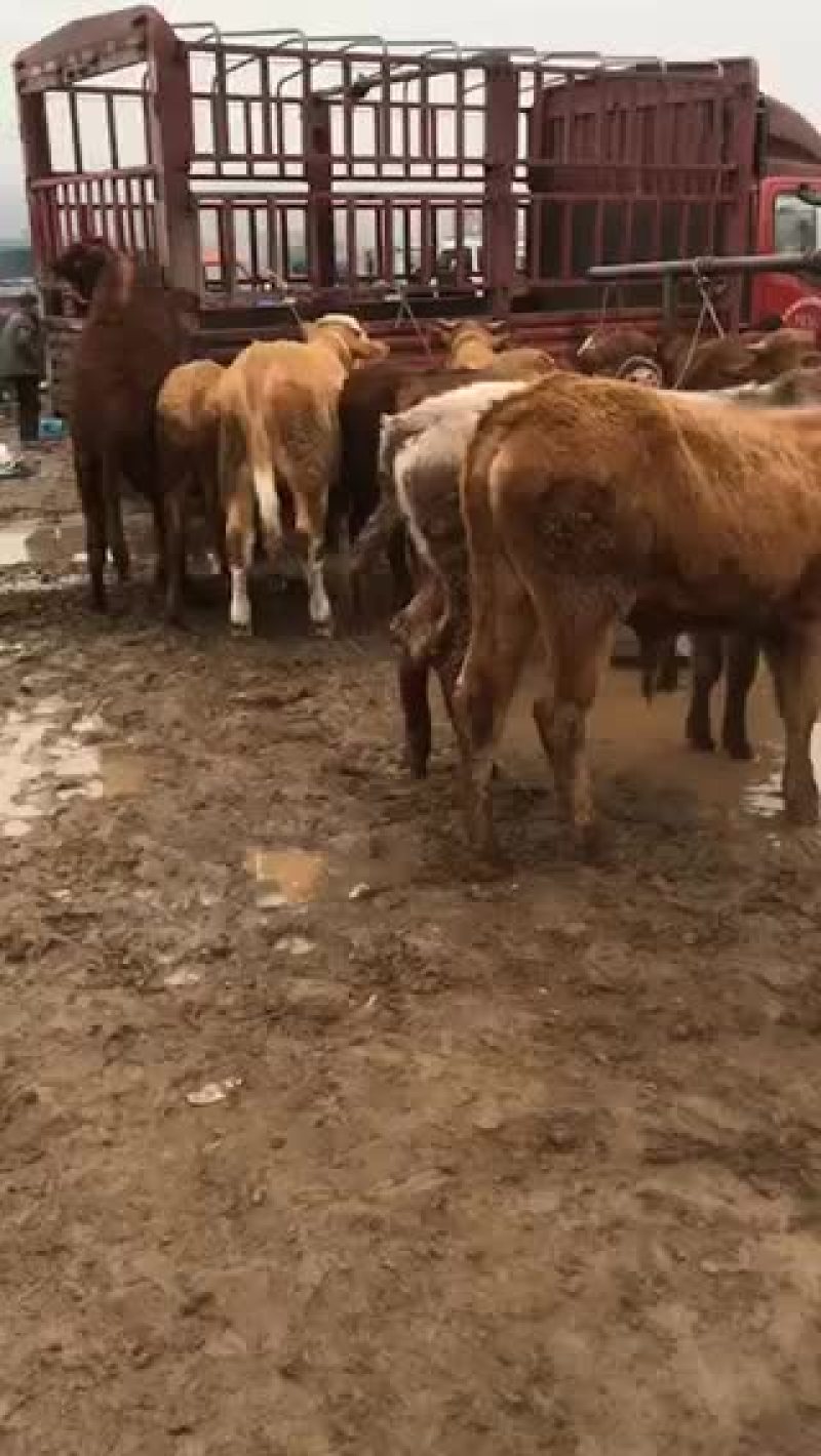 甘肃西门塔尔