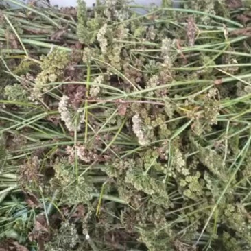 肉独活种子销售，出苗率高