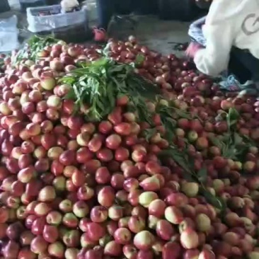 棚桃