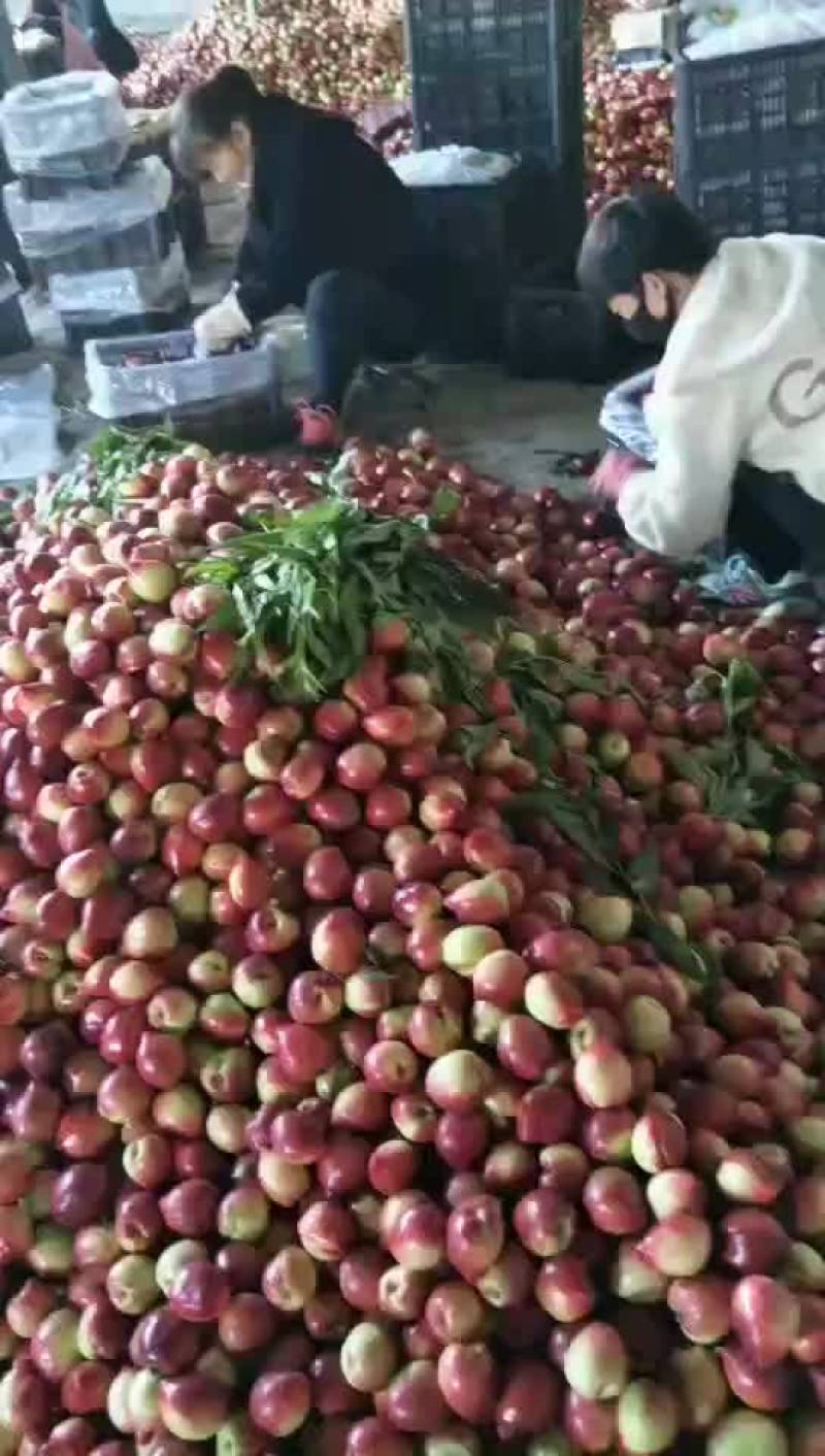 棚桃