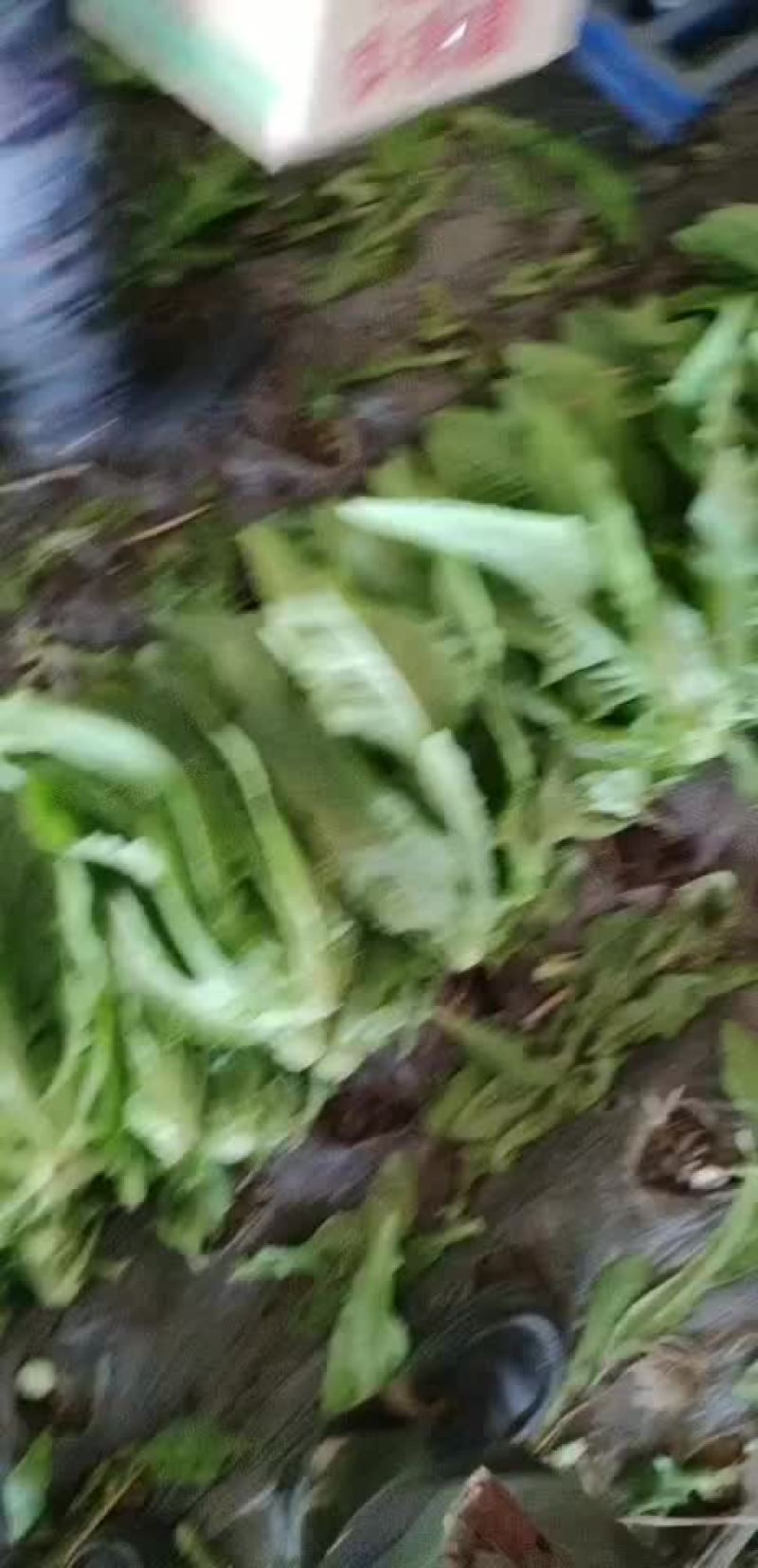 精品油麦菜批发油麦菜大量上市日供万斤以上