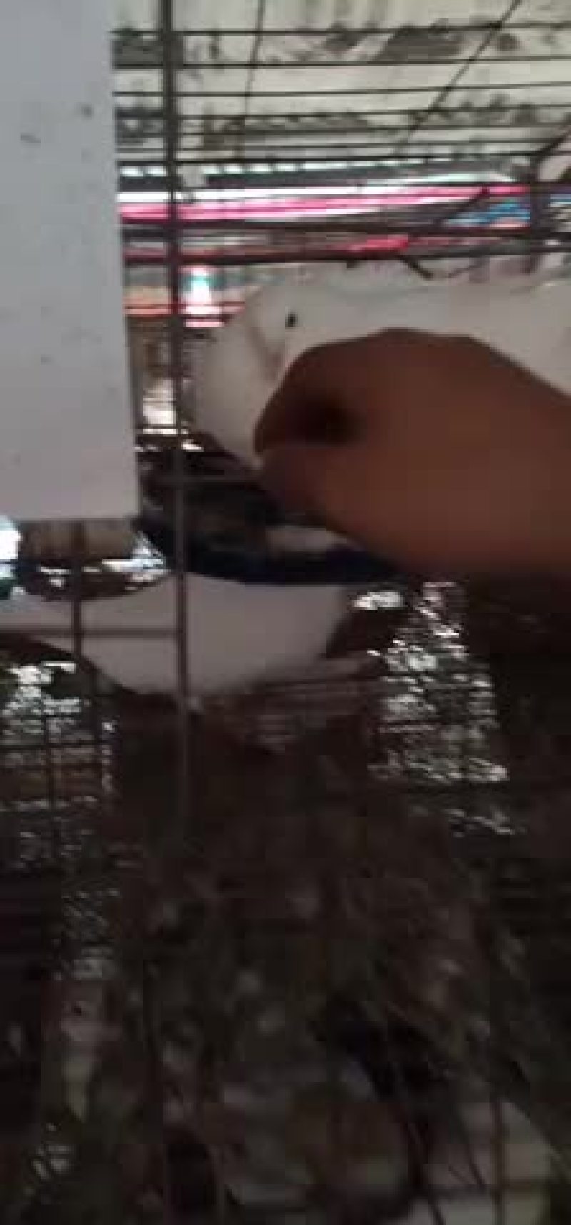 有一万对种鸽出售，三包带场地