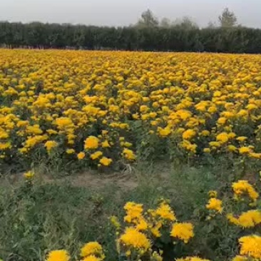 金丝皇菊苗