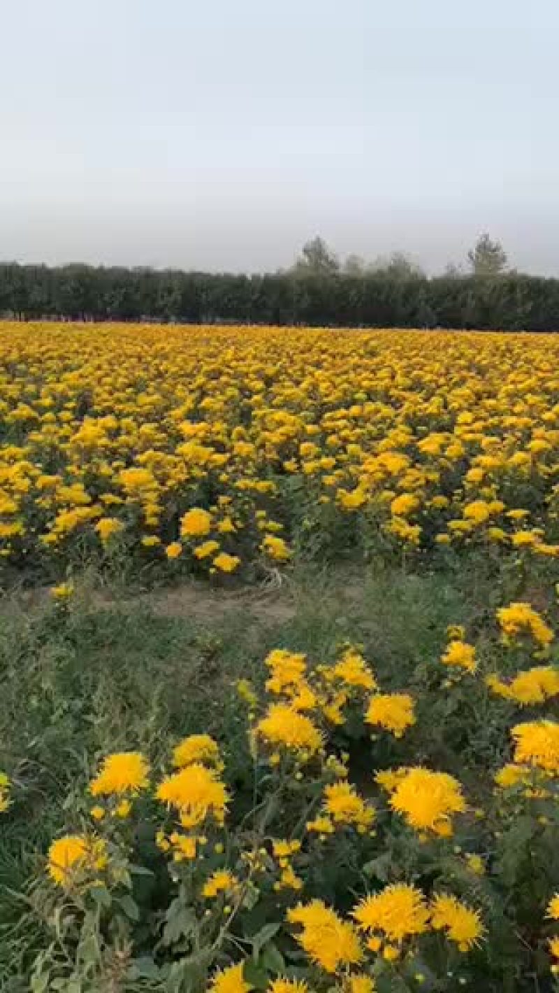 金丝皇菊苗