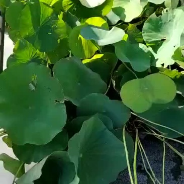 水生植物，量大优惠，现货供应