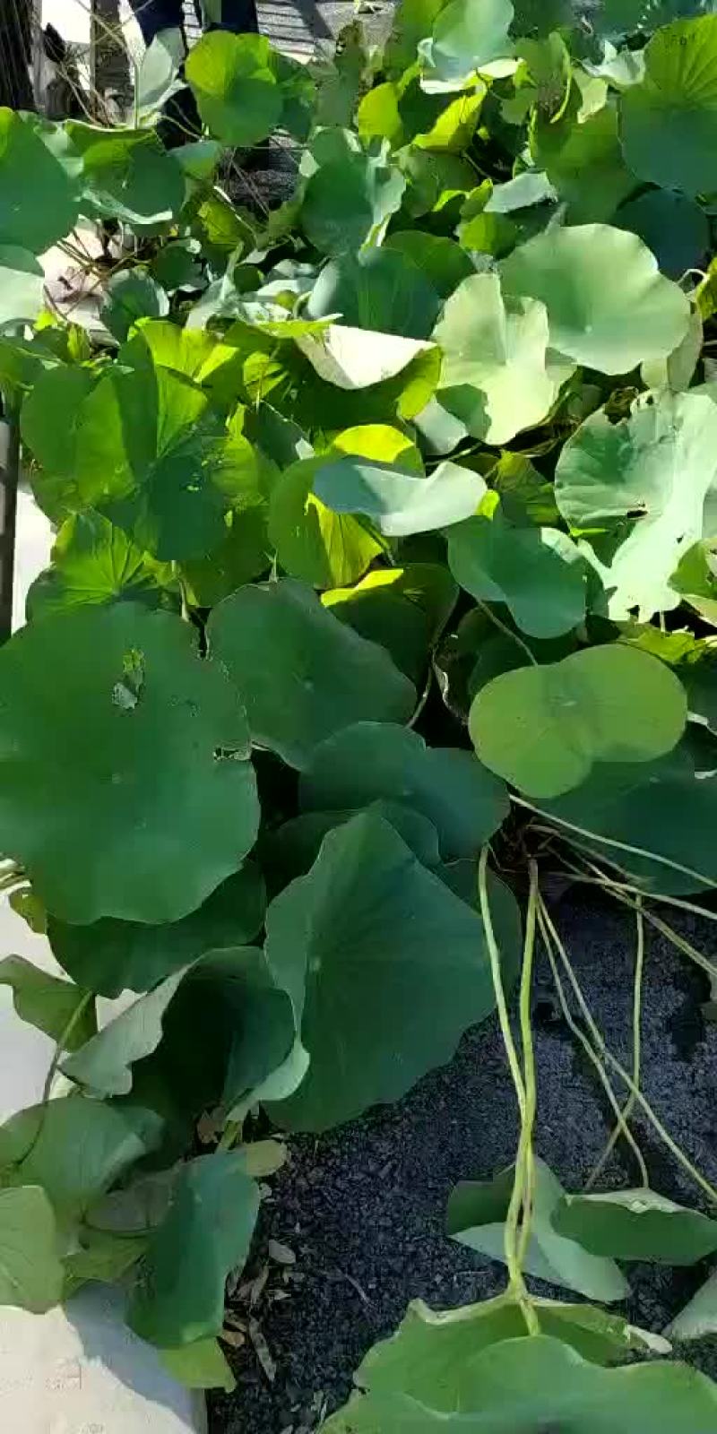 水生植物，量大优惠，现货供应