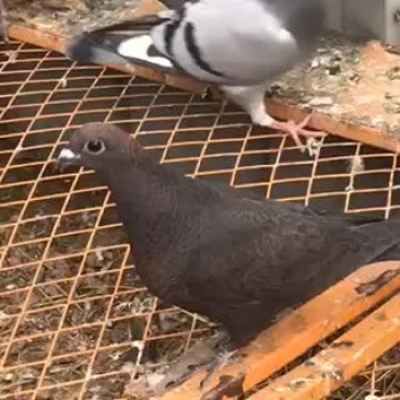 铁锈红李鸟幼鸽