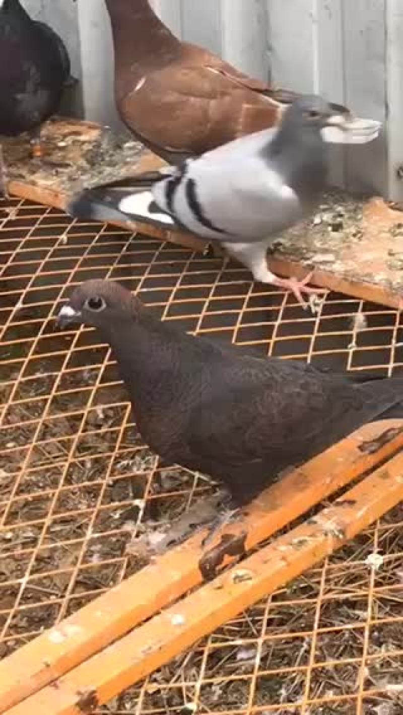 铁锈红李鸟幼鸽