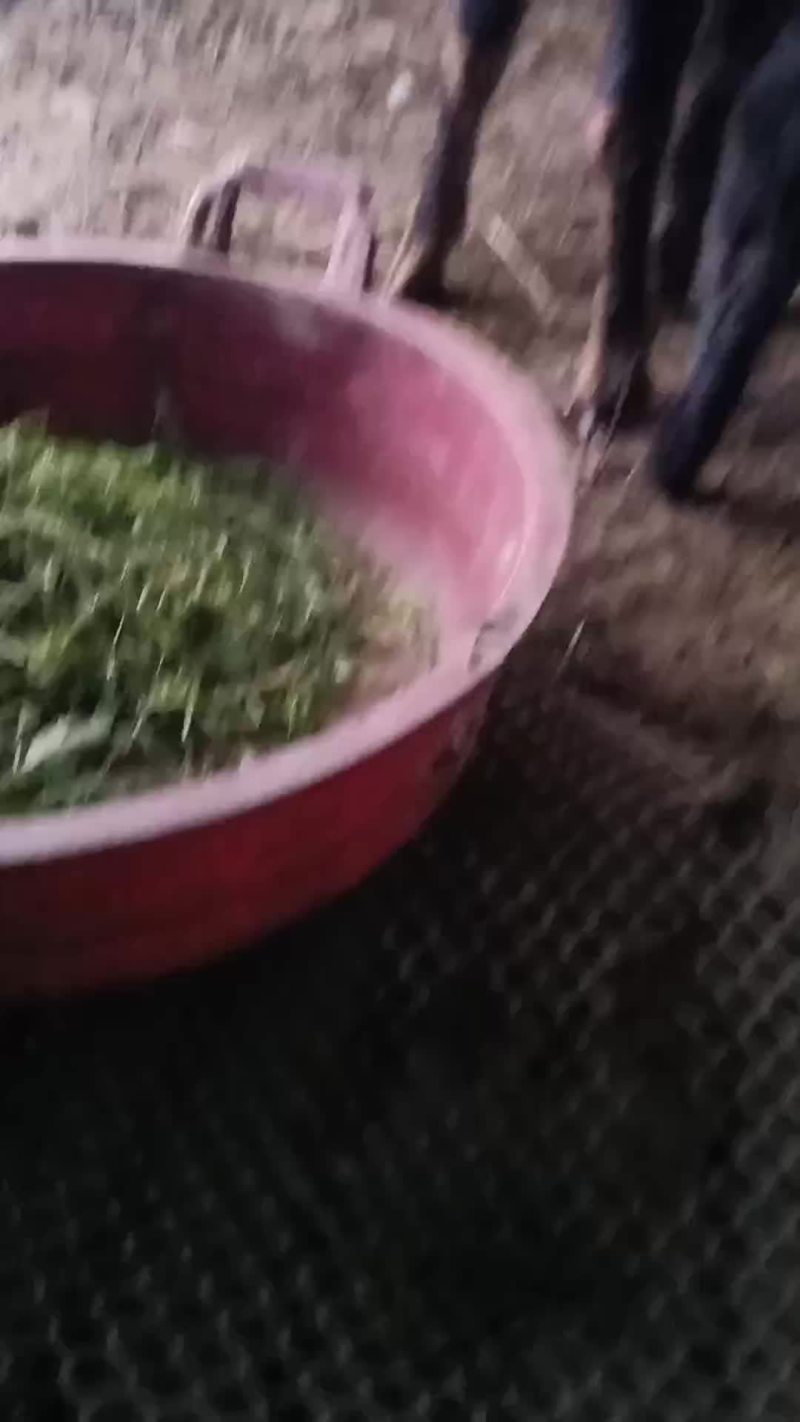 湖南桂阳，黄，黑小母羊