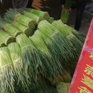 中牟县红帽蒜苔