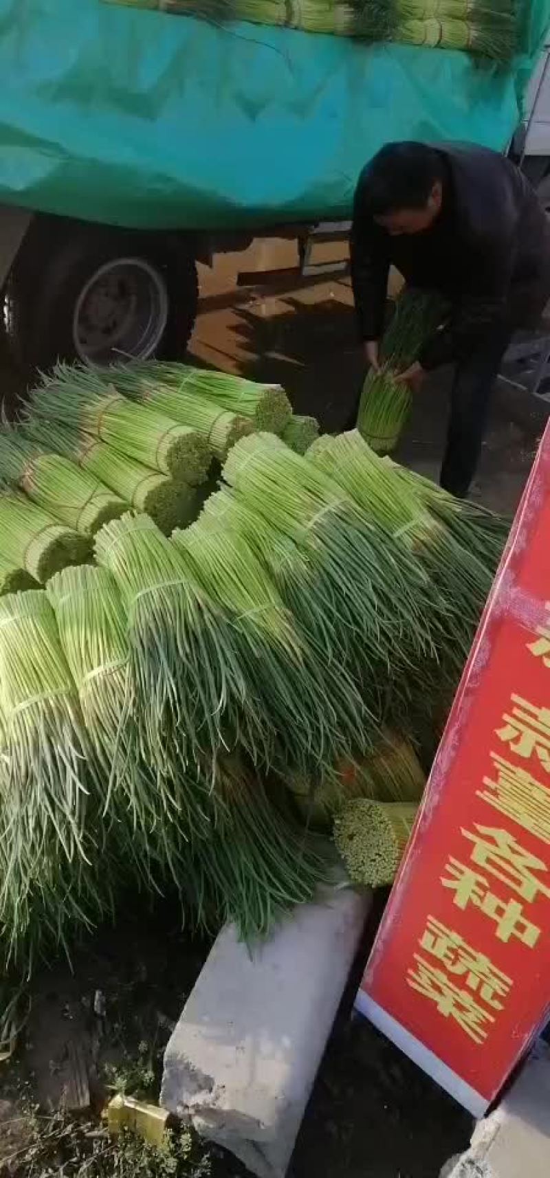 中牟县红帽蒜苔