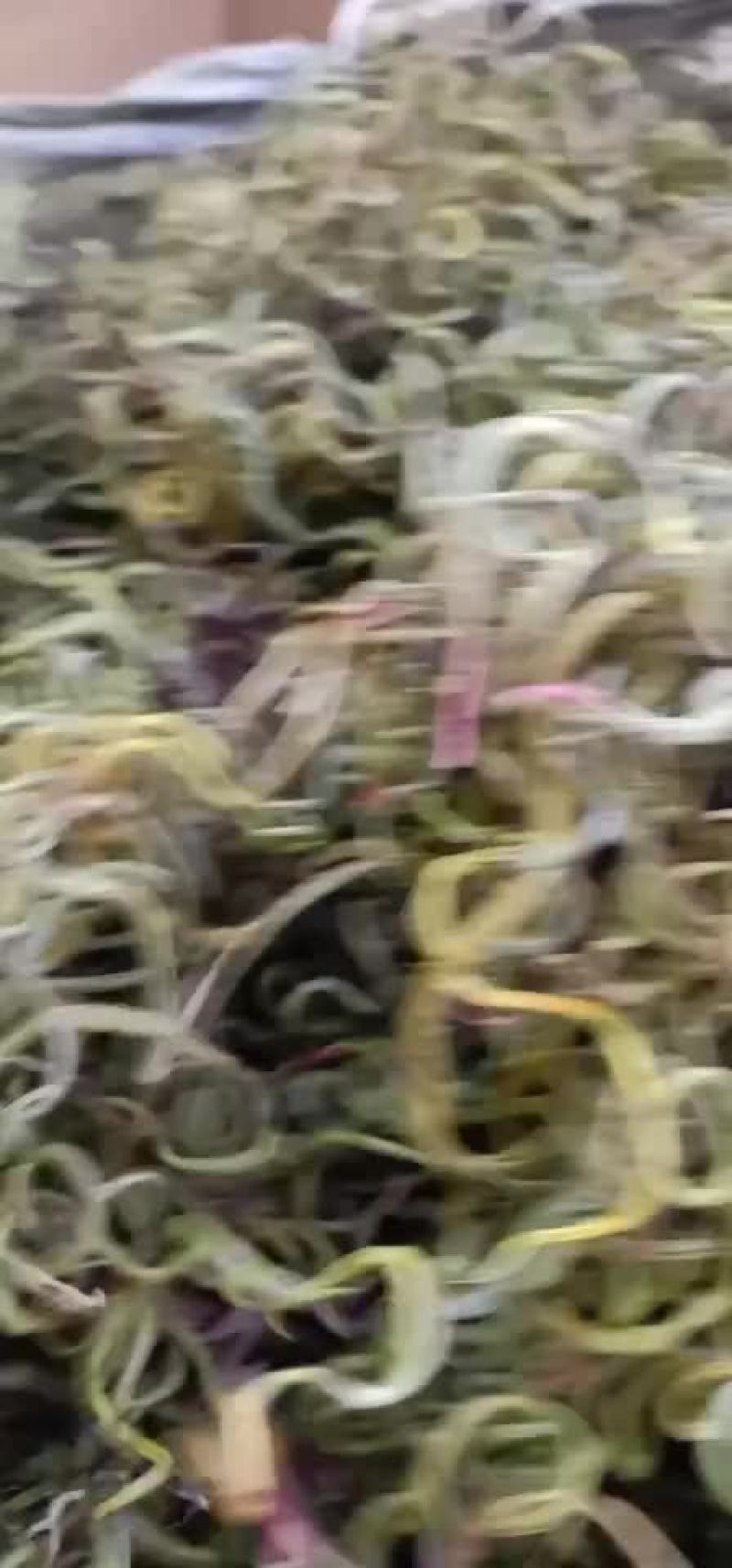 全国包邮化石草一手货源大货便宜实惠