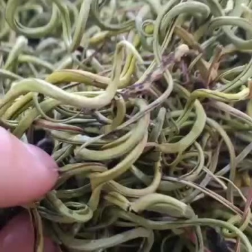 全国包邮化石草一手货源大货便宜实惠