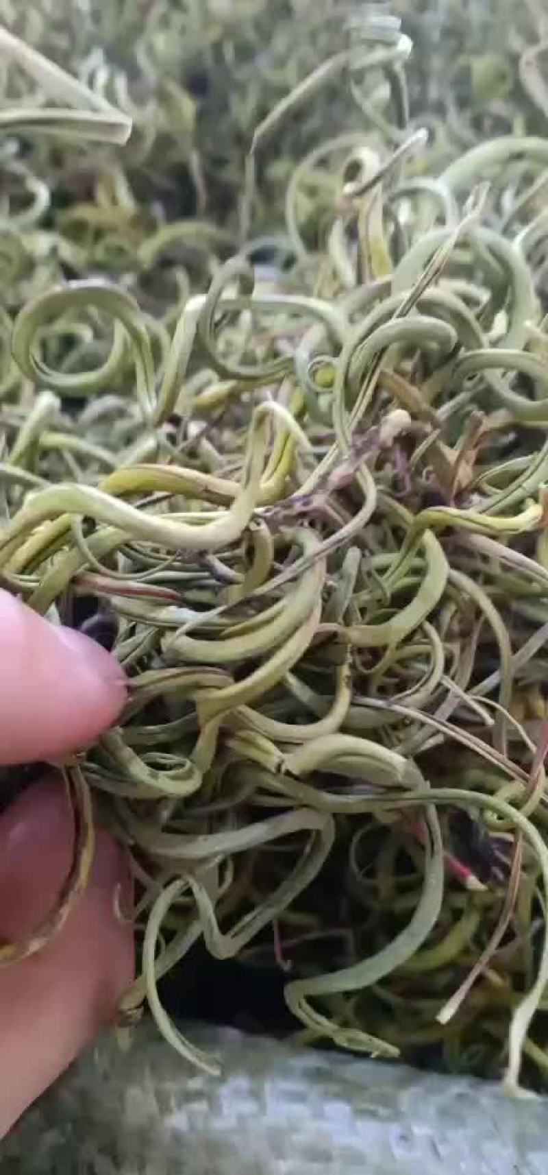 全国包邮化石草一手货源大货便宜实惠