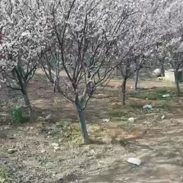 红叶李打号中，有一级二级货，看好的联系