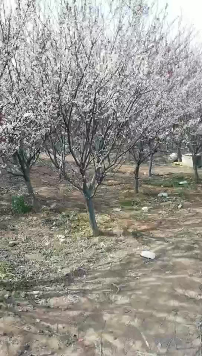 红叶李打号中，有一级二级货，看好的联系