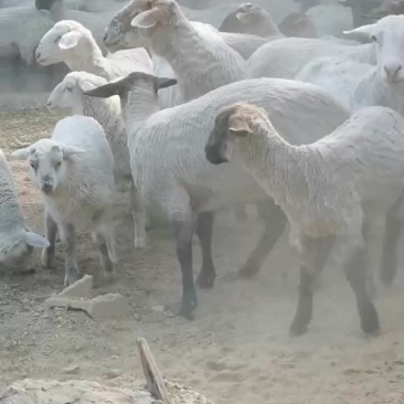 大量出售波尔山羊杜波绵阳