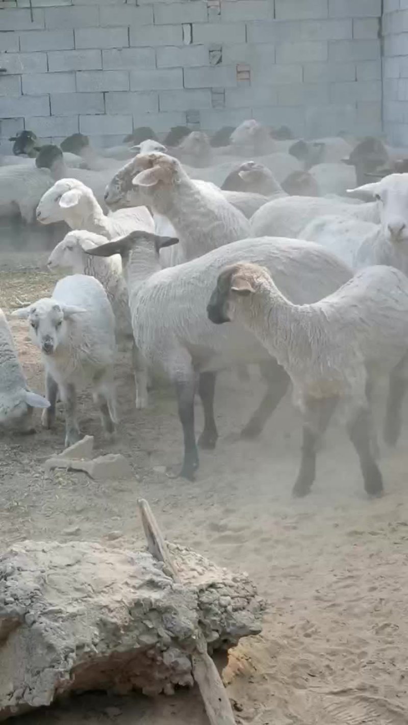 大量出售波尔山羊杜波绵阳