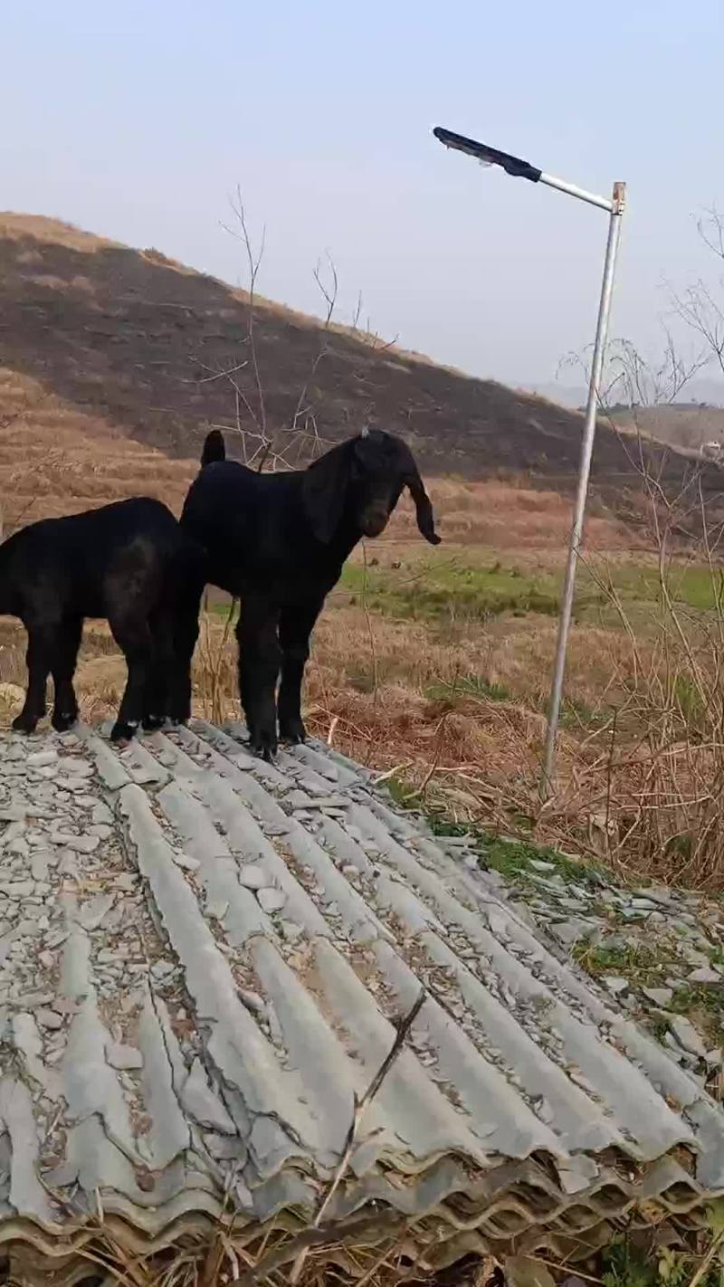 湖南桂阳，黄，黑小母羊
