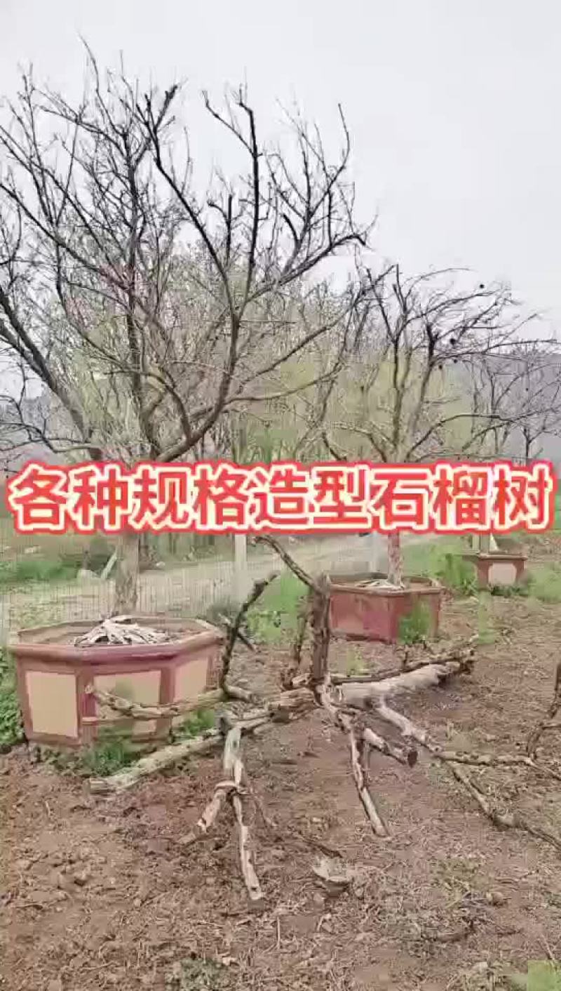 精品石榴树15~25直径