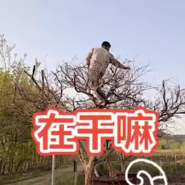 精品石榴树15~25直径