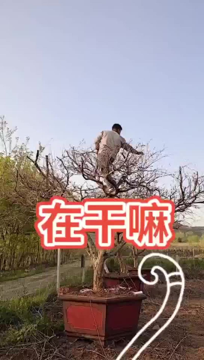 精品石榴树15~25直径