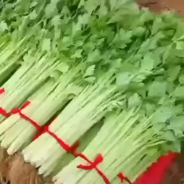 新鲜芹菜