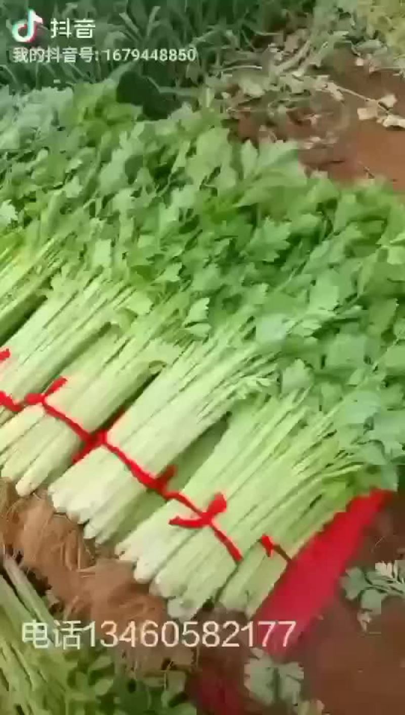 新鲜芹菜