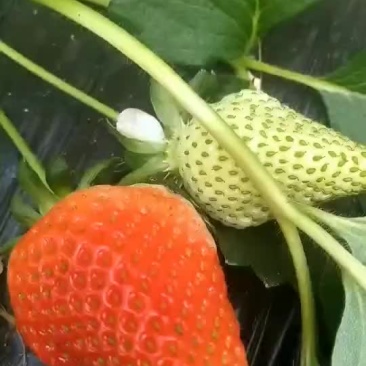 意大利草莓