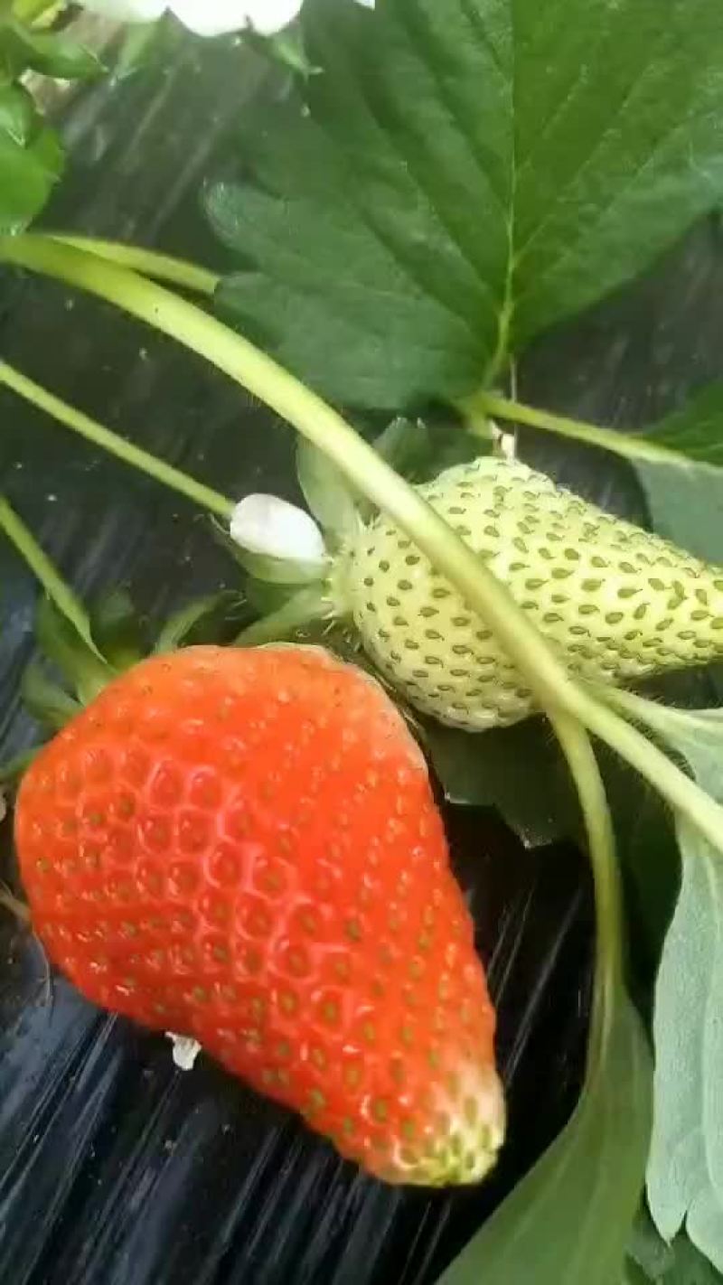 意大利草莓