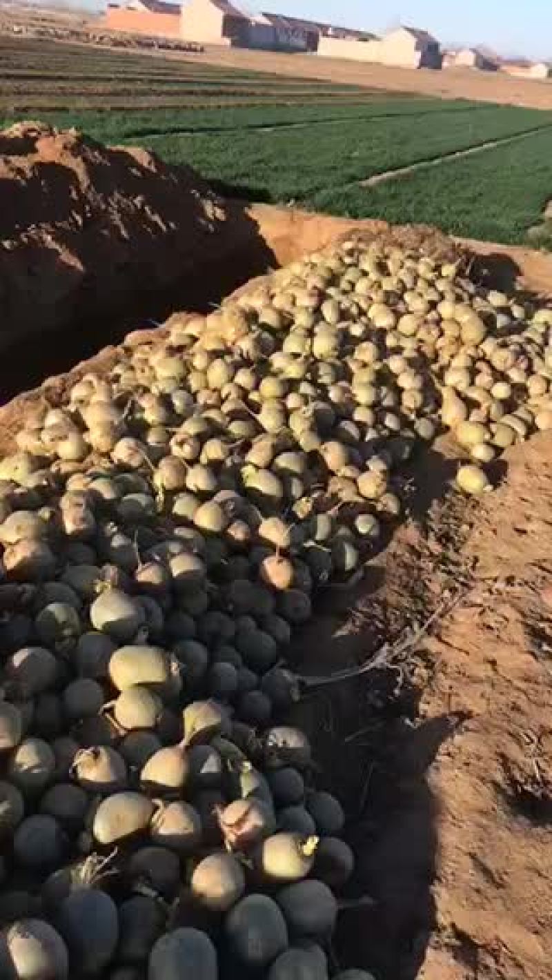 萝卜