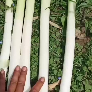 铁杆大葱