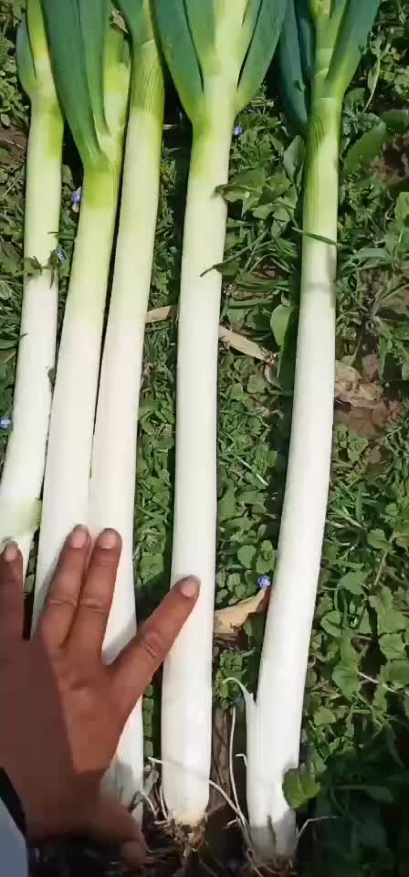 铁杆大葱