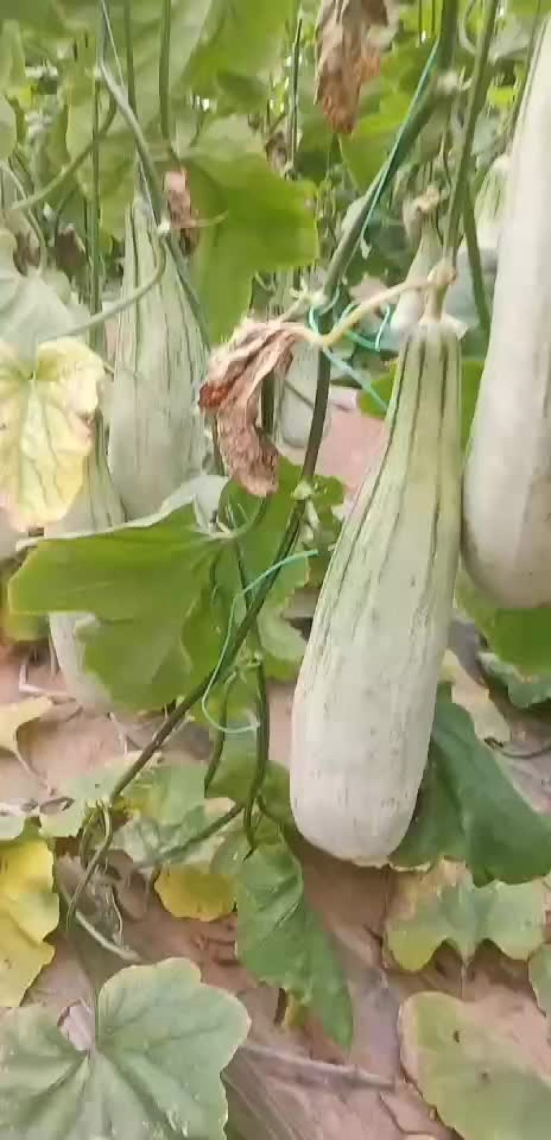 羊角密精品货通货联系我
