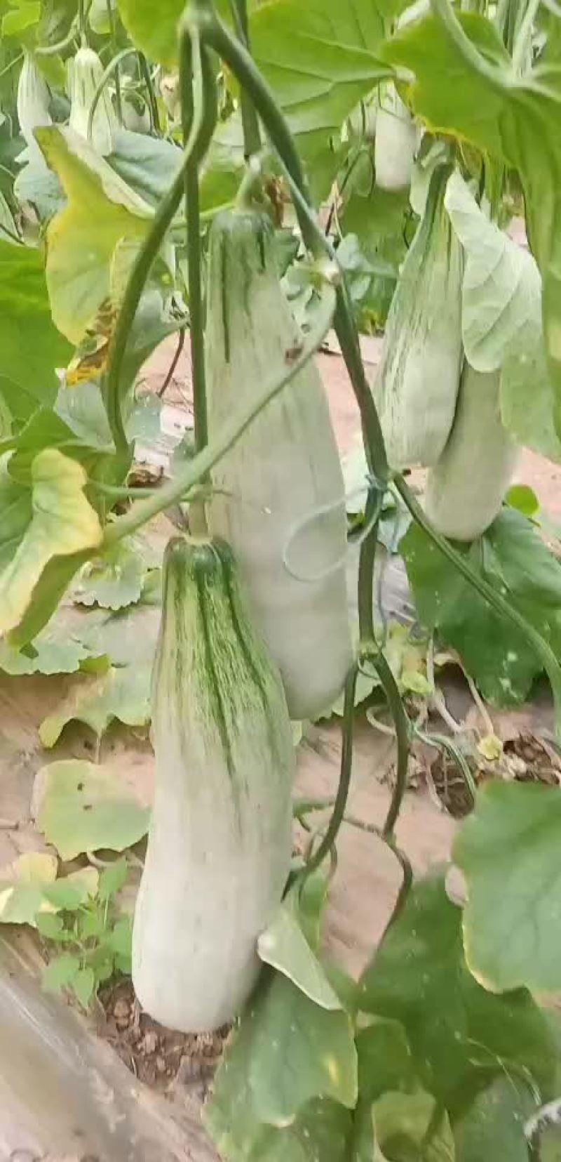 羊角密精品货通货联系我