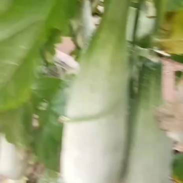 羊角密精品货通货联系我