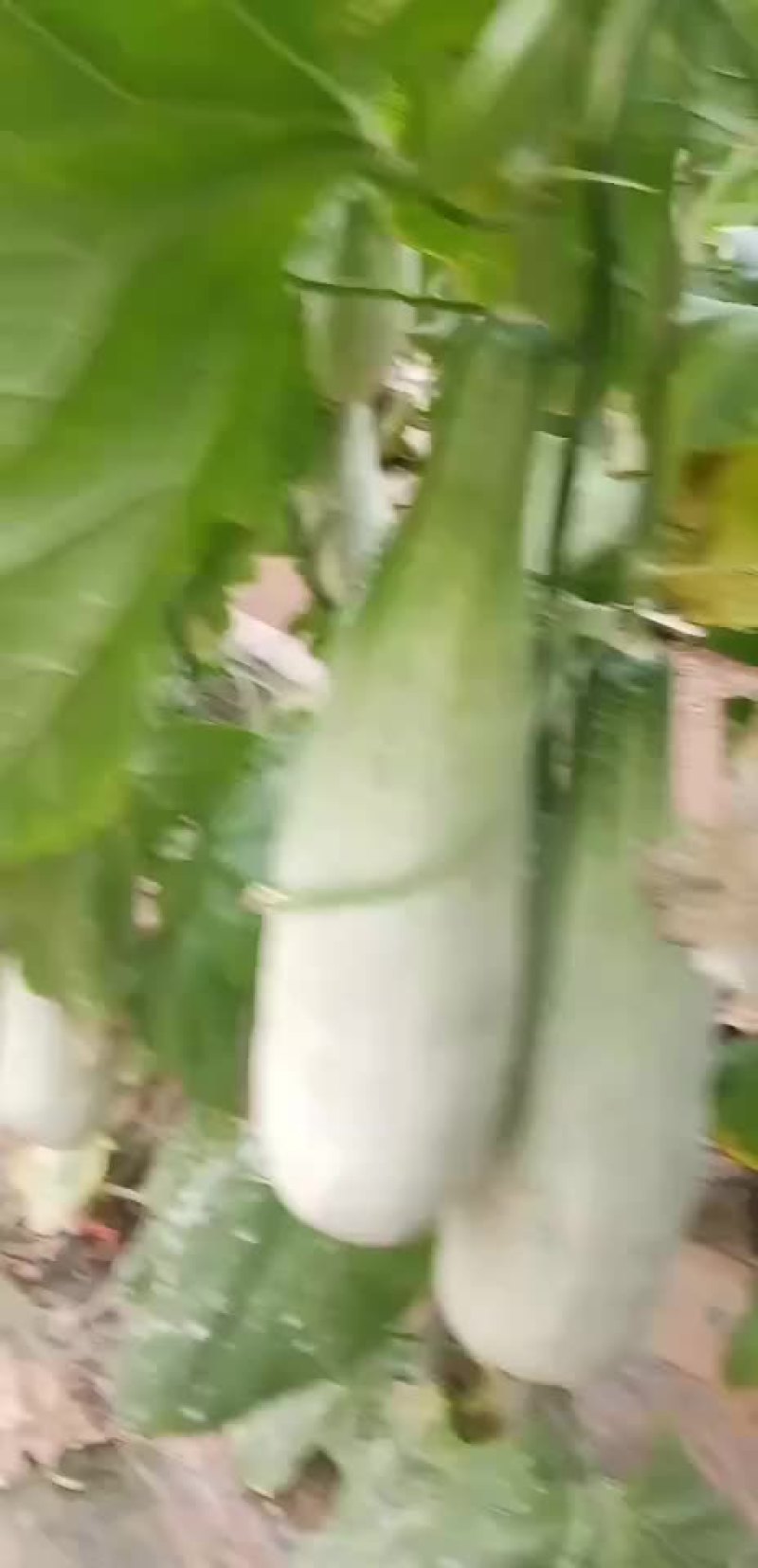 羊角密精品货通货联系我