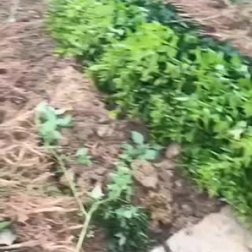 大量果树