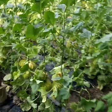 辽宁盘锦大洼大量香瓜上市
