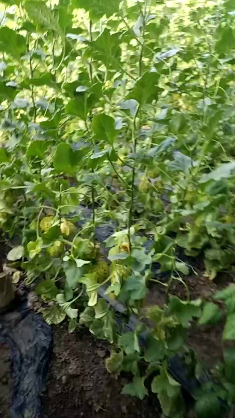 辽宁盘锦大洼大量香瓜上市