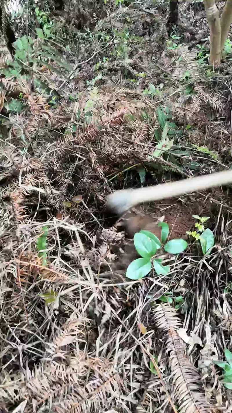 新鲜竹笋