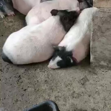 巴马香猪崽