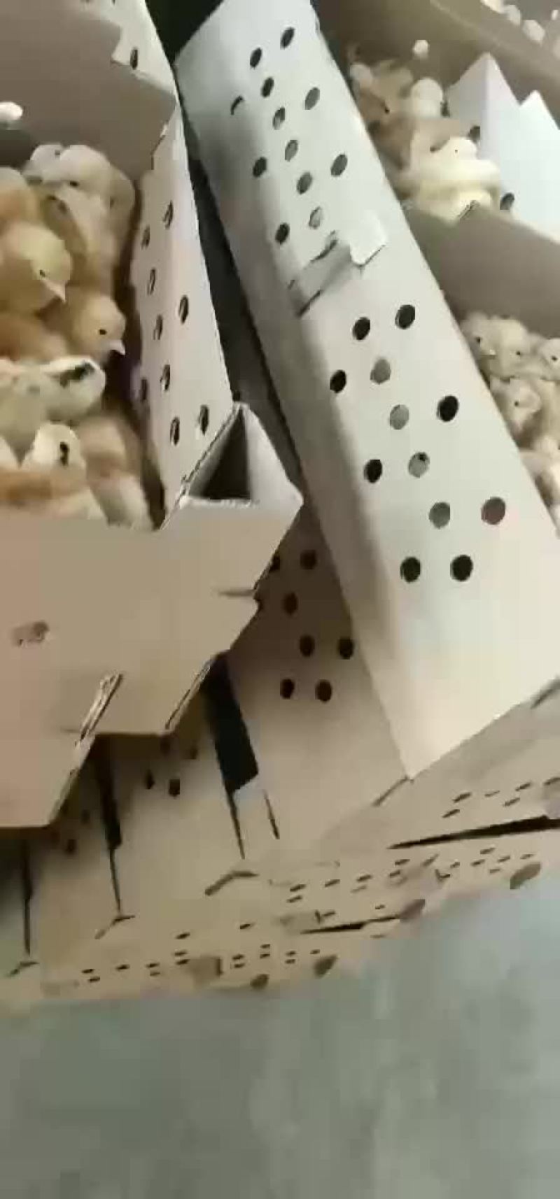 本厂出售各种鸡苗，一手货源。有需要的联系