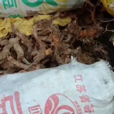 鲜虎杖
