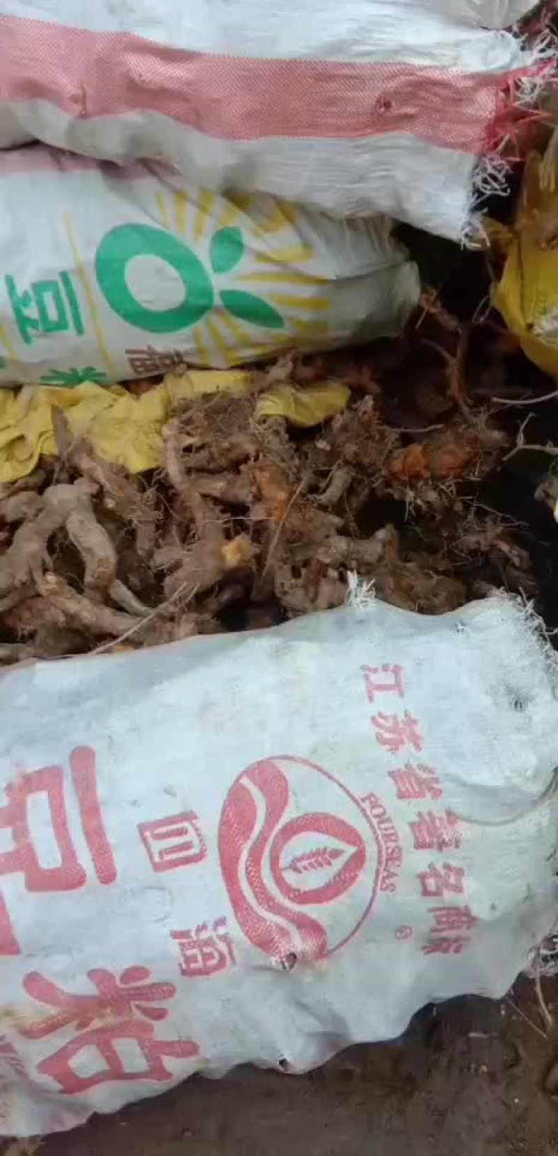 鲜虎杖